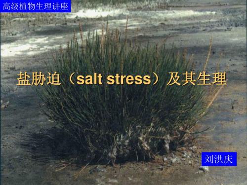 盐胁迫saltstrees及其生理2