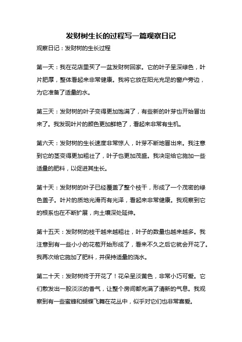 发财树生长的过程写一篇观察日记