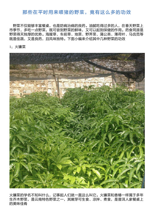 那些在平时用来喂猪的野菜,竟有这么多的功效