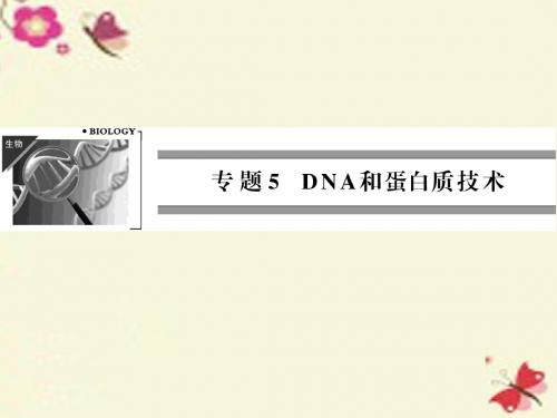 人教版高中生物选修一5-1《DNA的粗提取与鉴定》ppt同步课件