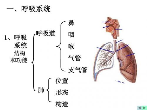 呼吸系统