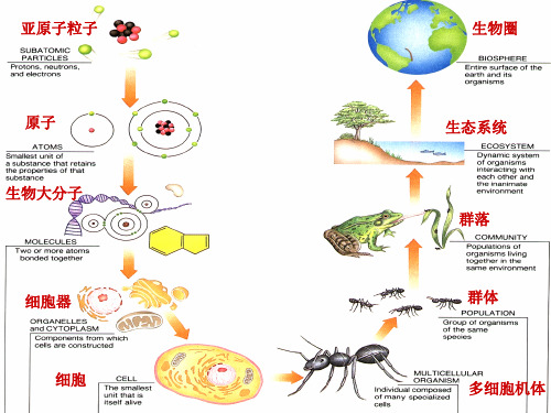 4四 生命的基石-细胞(上).ppt