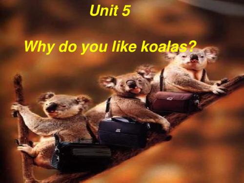 2014年春人教版七年级下册Unit 5 Why do you like koalas period 4