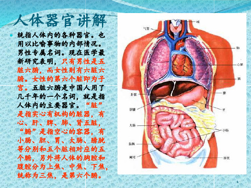 人体器官讲解 ppt课件