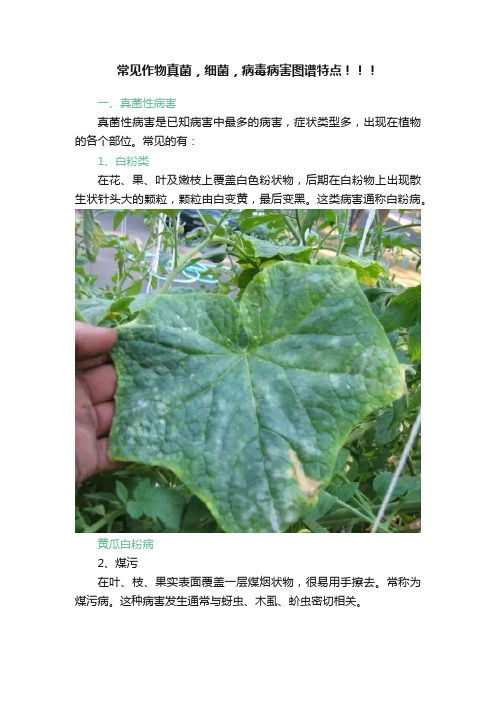 常见作物真菌，细菌，病毒病害图谱特点！！！