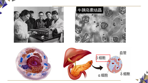 《 细胞膜的结构和功能》精品课件