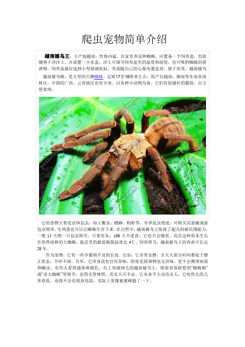 爬虫宠物