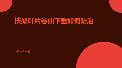 扶桑叶片卷曲下垂如何防治