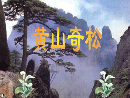 《黄山奇松》