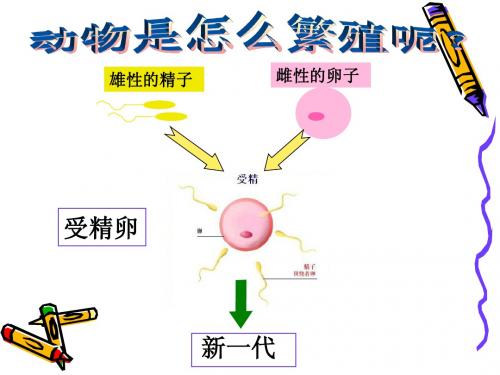 (教科版)科学四下动物的繁殖活动课件