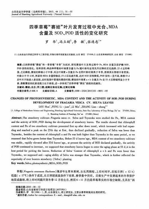 四季草莓“赛娃”叶片发育过程中光合、MDA含量及SOD、POD活性的变化研究