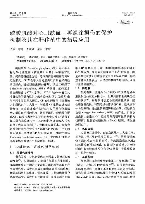 磷酸肌酸对心肌缺血-再灌注损伤的保护机制及其在肝移植中的拓展应用