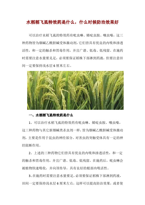 水稻稻飞虱特效药是什么,什么时候防治效果好