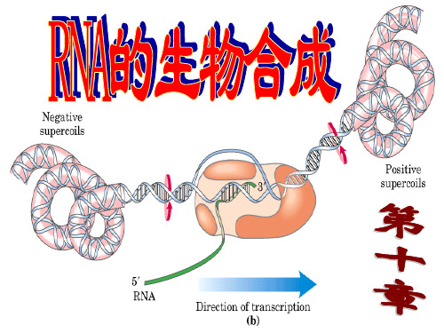 RNA的生物合成