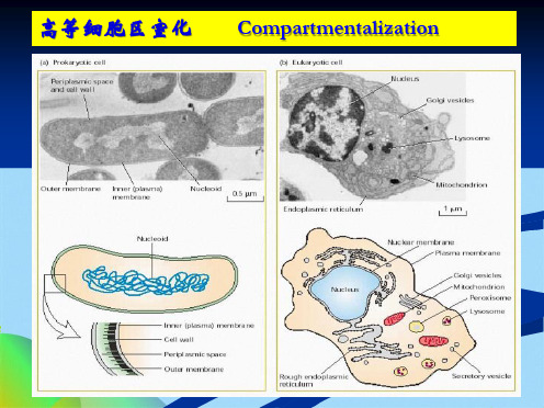 细胞生物学   第7章 真核细胞内膜系统蛋白质分选与膜(共103张PPT)