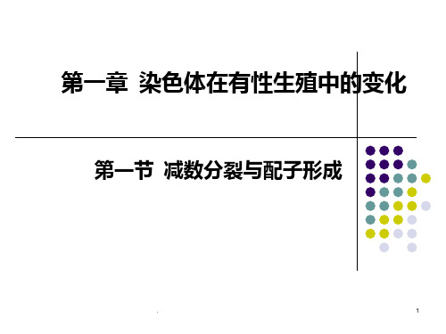 高二生物减数分裂PPT课件