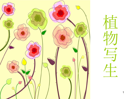 植物线描写生美术(课堂PPT)