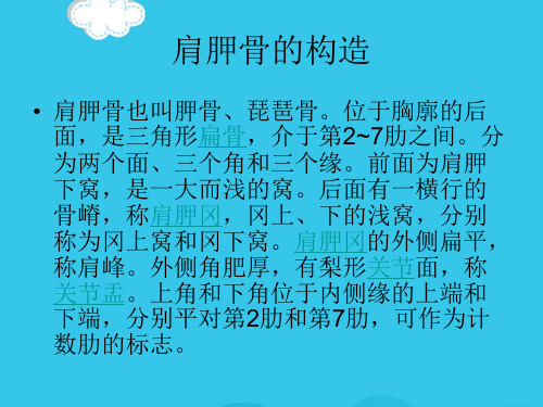 菱形肌与斜方肌的作用(实用资料)ppt