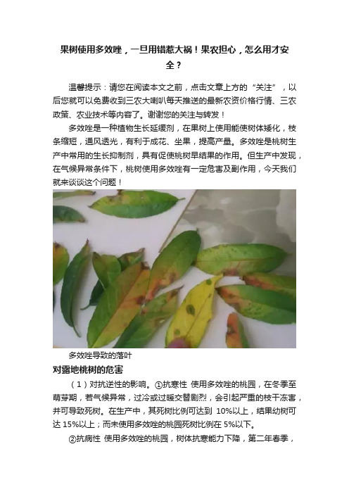 果树使用多效唑，一旦用错惹大祸！果农担心，怎么用才安全？