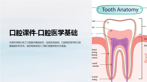 《口腔课件-口腔医学基础》