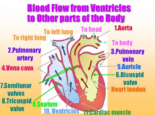 最新[精品]Aorta(大动脉)-药学医学精品资料