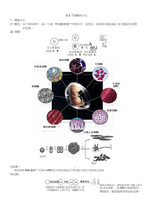 第2节细胞的分化教案.docx