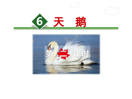 长春版六年级下册语文课件-6.天鹅第2课时