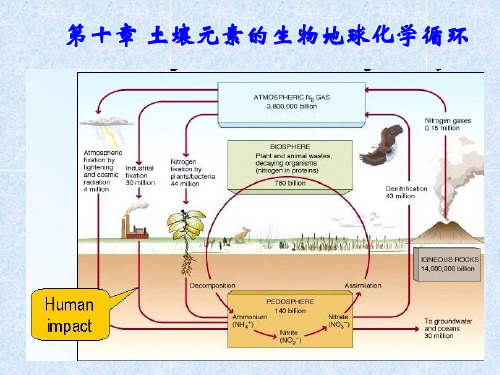 第十章土壤元素的生物地球化学循环(2011-4-10)