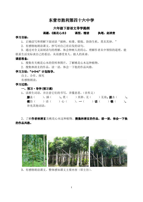 《桃花心木》导学案