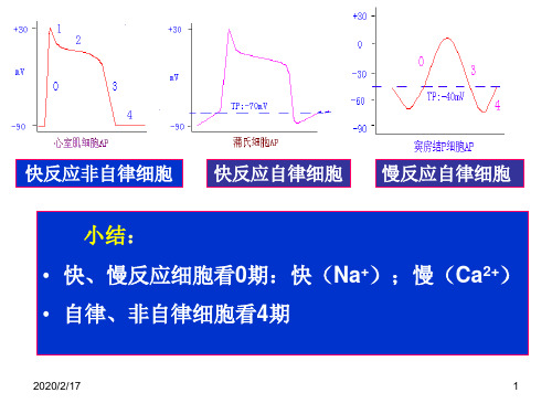 四  心肌的生理特性