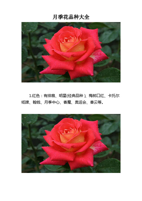 月季花品种大全