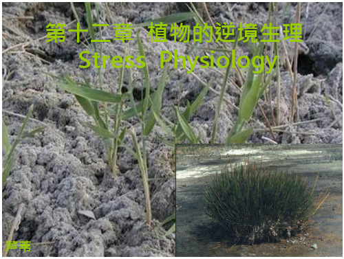 植物生理学——植物的逆境生理