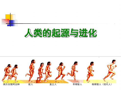 人类的起源和进化分析[文字可编辑]