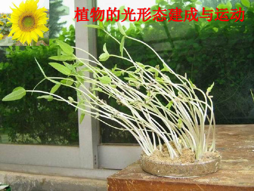 植物生理学-形态建成和运动1