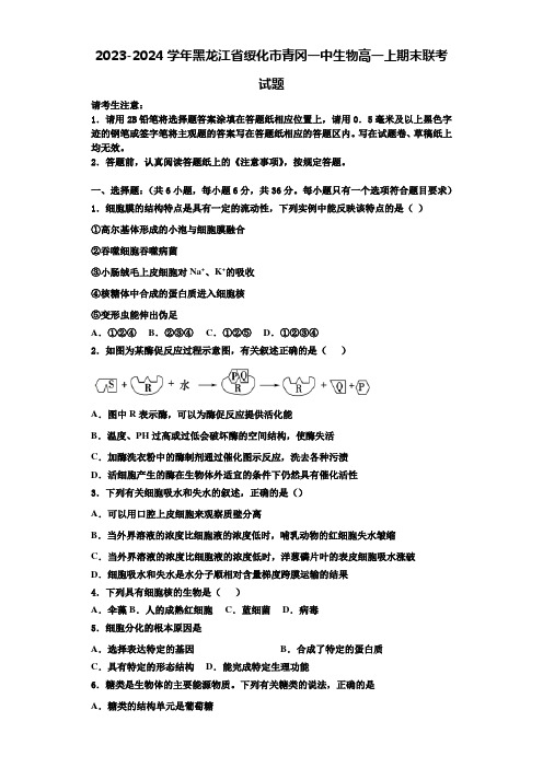 2023-2024学年黑龙江省绥化市青冈一中生物高一上期末联考试题含解析