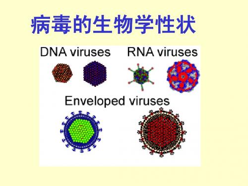 第23章 病毒性状