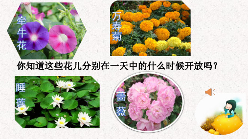 13 花钟 课件(21张PPT)