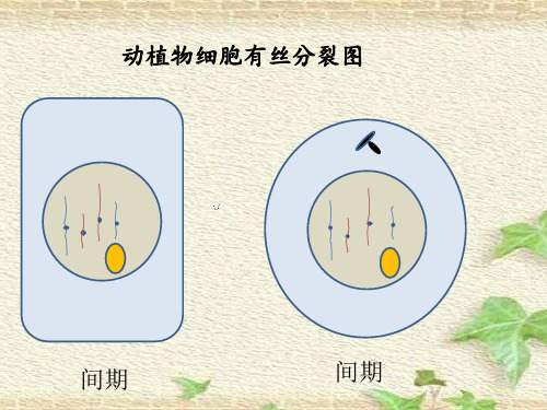 细胞有丝分裂图