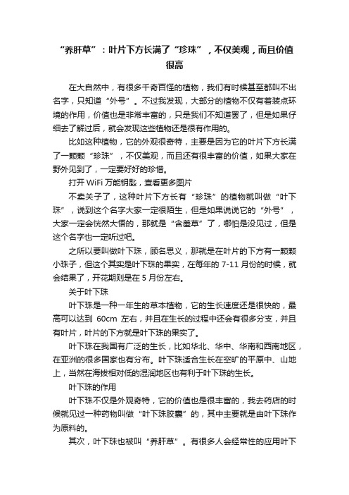 “养肝草”：叶片下方长满了“珍珠”，不仅美观，而且价值很高