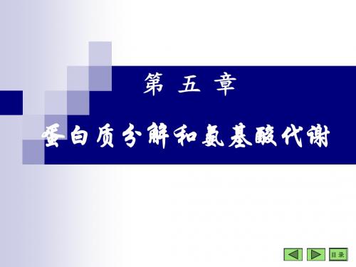 蛋白质分解和氨基酸代谢