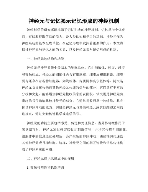 神经元与记忆揭示记忆形成的神经机制