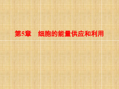 【优化探究】(新课标)高考生物一轮复习 5.1酶和ATP名师课件 新人教版必修1