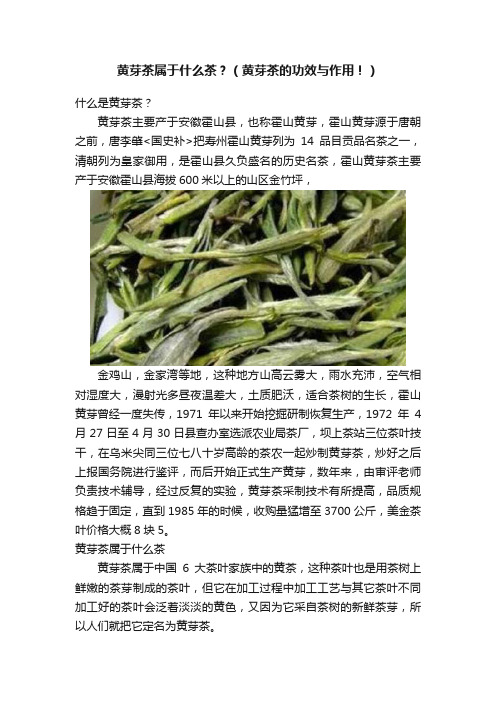 黄芽茶属于什么茶？（黄芽茶的功效与作用！）