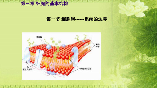 人教版必修1 生物：3.1 细胞膜——系统的边界 课件(共21张PPT)