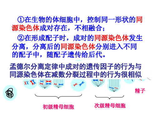 高二生物遗传的染色体学说(PPT)4-3