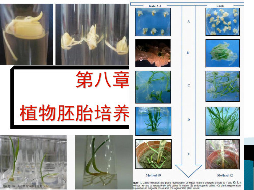 植物的胚胎培养