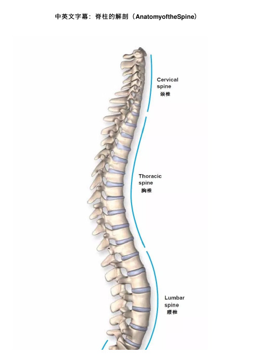 中英文字幕：脊柱的解剖（AnatomyoftheSpine）