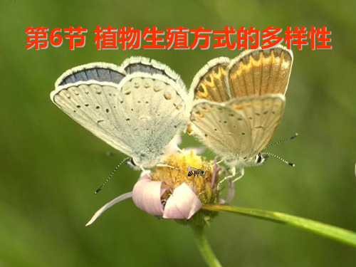 《植物生殖方式的多样性》PPT课件【优秀课件PPT】