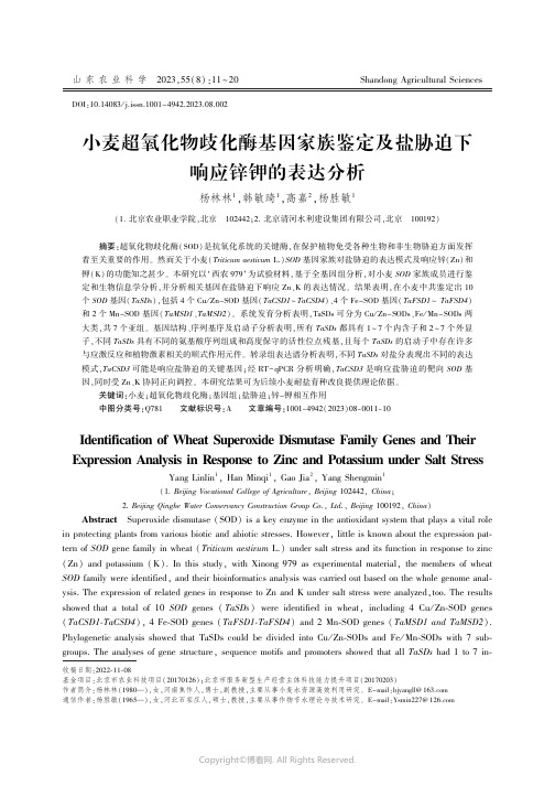 小麦超氧化物歧化酶基因家族鉴定及盐胁迫下响应锌钾的表达分析