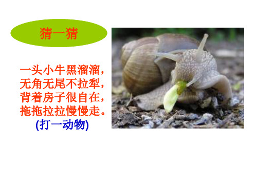 蜗牛慢条斯理的生活优秀教案语文课件PPT